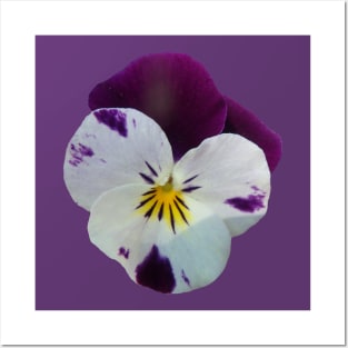 colorful purple pansy, violets, pansies, viola Posters and Art